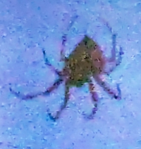 これだけでは分からないかと思いますが このクモは何というクモですか 形 Yahoo 知恵袋