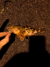 水槽内にストローでブクブクすると酸素を送る事が出来ると聞いたのですが本当 Yahoo 知恵袋