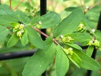 この植物の名前を教えてください 小さな白い花で 緑の丸い実もついて Yahoo 知恵袋