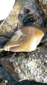 関東でアオリイカ ヤリイカがとれるスポット教えろ ソデイカも食い Yahoo 知恵袋