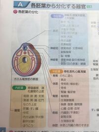 高校生物についての質問です 私は生物を使うのは共通テス Yahoo 知恵袋