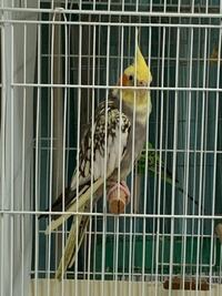 オカメインコ 換羽期の体調不良について。 5歳半の女の子です。
卵は何年も産んでいません。

(症状)
一昨日まではいつも通り元気だったのですが
換羽期でかなり体力が消耗しているのか、昨日から一度だけ嘔吐し、その後寝ている時間が多くなっています。
羽繕いもよくしているのですが、それでも普段に比べると大人しくしんどそうにしています。
体重も5g〜10gほど減少しており、食欲もあまりなさそうです...