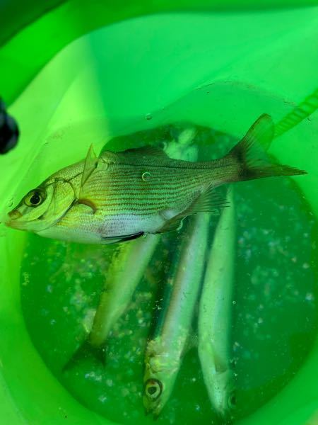 画像の2種類の魚が何ていう名前かわかりますか？ - 平べった 
