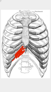 昨夜 金曜 より右の肋骨の下の一部に痛みがあります 動けない Yahoo 知恵袋