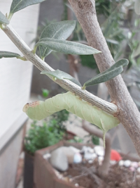 これはなんの幼虫でしょうか ちなみにオリーブの木にくっ付いていました Yahoo 知恵袋