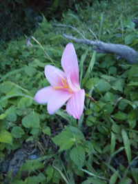 散歩しているときに見つけました きれいで可愛い花です 花壇に Yahoo 知恵袋