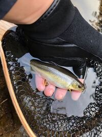 この魚はアブラハヤでしょうか 宜しくお願い致します Yahoo 知恵袋