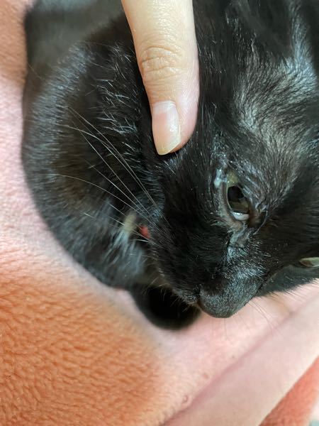 猫の目がこんなのになってて心配です、何かわかる方いませんか 