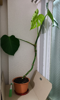 モンステラについて教えて下さい のびすぎて壁に寄りかかってい Yahoo 知恵袋