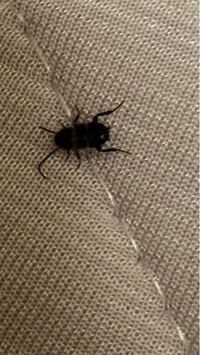 家によく便所蜂が居るのですが便所蜂はどこに巣を作るのでしょう Yahoo 知恵袋
