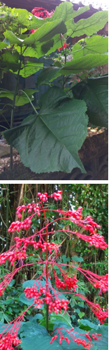 植物 草花に造詣の深い方たち 田舎の道路脇や庭に植えてたりす Yahoo 知恵袋