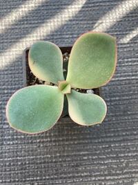 ダイソーで購入した多肉植物の名前がわからないので 教えて下さ Yahoo 知恵袋