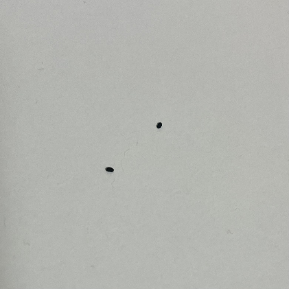 至急教えていただきたいです。 部屋の掃除している時にこのような黒い丸の形をした硬いもの(潰そうとしても潰れない)ものが写真では2しかありませんが、この前は6個くらいありました。その時に見落とした２つかもしれませんが、ここにしかそのゴミ？みたいなものはありません。 これってまさかゴキブリの糞とかですか？ 調べた写真とは少し違うので認めたくありませんが、この写真をみてぜひ判断していただきたいです。 よろしくお願い致します。