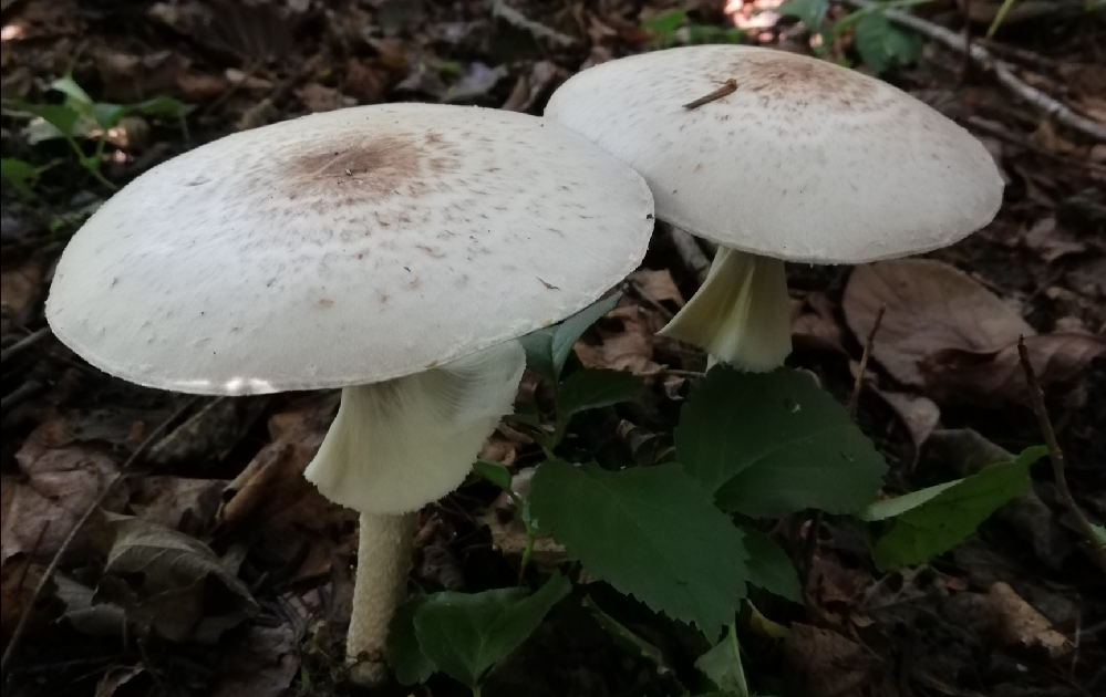 鎮魂という花言葉を持つ花はイチョウ以外にありますか 花言葉の逆引き辞典 Yahoo 知恵袋