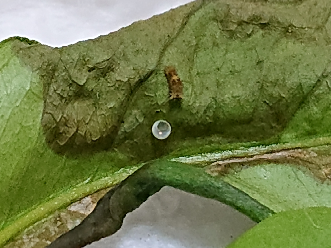 アゲハチョウの卵が孵化しました 本日の夜２０時前辺り Yahoo 知恵袋