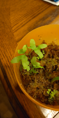 こどもの自由研究に食べ終わったスイカの種を植えました このように Yahoo 知恵袋
