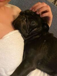 犬が成犬になってもいつまでもこうして甘えるのは 我々の間 Yahoo 知恵袋