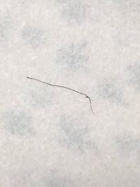 セブンイレブンの辛子明太子の中に黒い糸みたいなの入ってました Yahoo 知恵袋