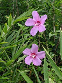 家の隣にきれいな花が咲いていました 何と言う名前の花でし Yahoo 知恵袋
