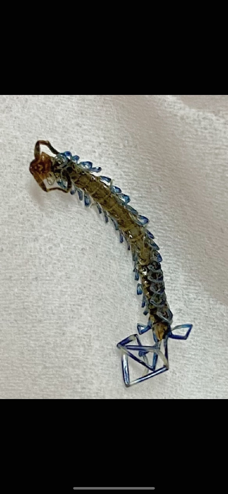 画像注意】ムカデらしき物体が、使っていない部屋に落ちていま 