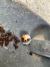 これはクワガタの幼虫ですか 種類はなんですか 教えて欲しいです Yahoo 知恵袋