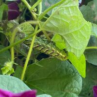 庭の朝顔の葉に 蝶々の幼虫がついていました 全長8セン Yahoo 知恵袋