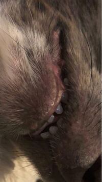 犬が毎回寝る時歯を出して寝るのですがこれはなんでですか 笑 Yahoo 知恵袋