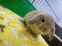 このウサギのカラーはなんですか Yahoo 知恵袋