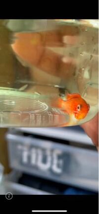 アクアリウム熱帯魚尾腐れ病カラムナリス についての質問です グリー Yahoo 知恵袋