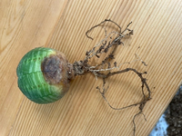 車のbluetoothオーディオの音飛びがひどいです Appl Yahoo 知恵袋