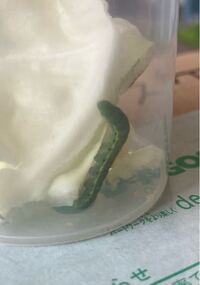 この青虫はモンシロチョウの幼虫で間違い無いでしょうか 蛾の幼虫だ Yahoo 知恵袋