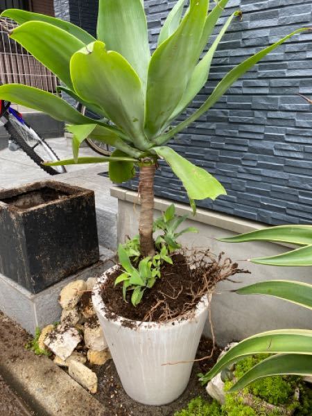 胡蝶蘭の葉焼してしまった後の対策を教えて下さい 夏の直射日光 Yahoo 知恵袋