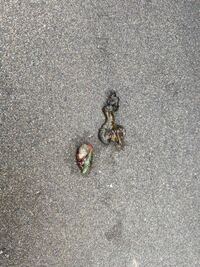 庭に5 6センチくらいの見たことのないフンがありました Yahoo 知恵袋