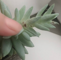 多肉植物 初心者です 育ててている多肉植物の茎に茶色い穴があいたように Yahoo 知恵袋