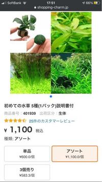 至急コイン100枚 アヌビアスナナプチの葉が抜けまくります Yahoo 知恵袋