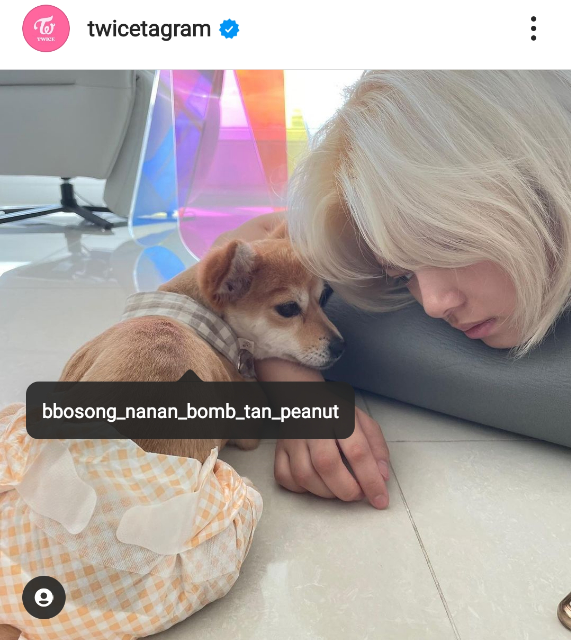 Twiceのジョンヨンとこの犬の関係はなんですか 実家の犬とかですか Yahoo 知恵袋