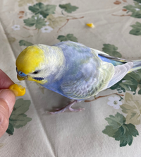 イオンとかに売ってるパックの寿司に緑色の草みたいなのが一緒に付いてきてますよ Yahoo 知恵袋