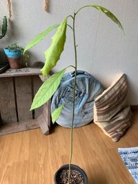 アボカドの栽培 水栽培から鉢植えに 水栽培で育てているアボカドの Yahoo 知恵袋