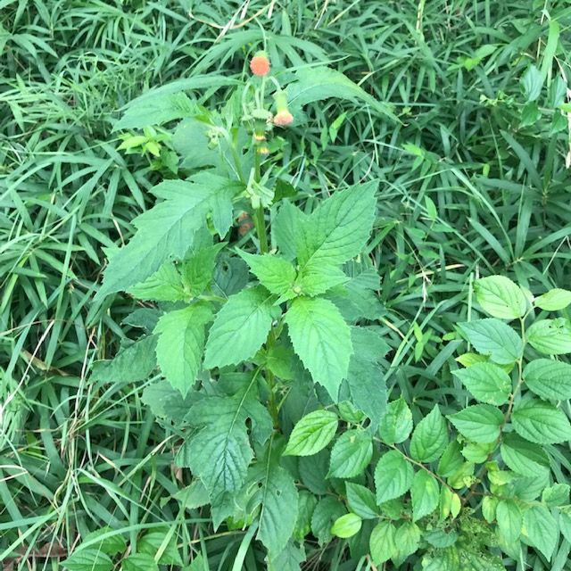 都区内公園地で開花し始めた草の名前が分かりません 草丈５０c Yahoo 知恵袋