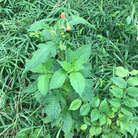 都区内公園地で開花し始めた草の名前が分かりません 草丈５０c Yahoo 知恵袋