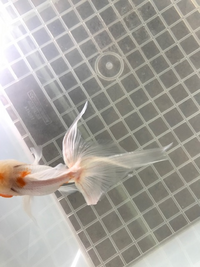 金魚のツリガネムシ 治療を始めて2週間経ちますが変化がありませ Yahoo 知恵袋