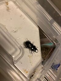 香川県高松市に住んでいます 近郊で クワガタがとれる場所をご存知の方 Yahoo 知恵袋