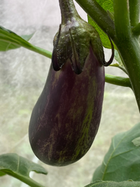 自宅でプランターを使用して家庭菜園をしています 画像のナスよ Yahoo 知恵袋