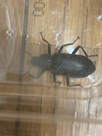 ミミズの孵化したばかりの幼虫 は５mmくらいで 伸縮性ががり Yahoo 知恵袋