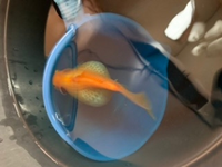 飼っている金魚です 飼って10年目ぐらいです 7匹中1匹だけお腹 Yahoo 知恵袋