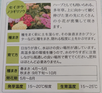 種の秋撒きって 花はいつ咲くんでしょうか セイヨウノコギリソウという Yahoo 知恵袋