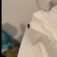 この虫が最近よく家の床を歩いてるんですが 何の虫ですか なぜよく出るの Yahoo 知恵袋