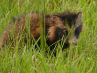 今日 タヌキらしき動物に遭遇しました が 貧相な尻尾で 鼻も Yahoo 知恵袋