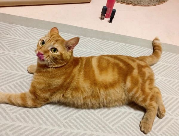 子猫ちゃんを里親募集してるところ知りませんか？ - 千葉県内でペット 