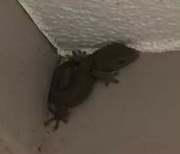 これはヤモリですか 窓はあまり開けないので 突然出現してびっ Yahoo 知恵袋